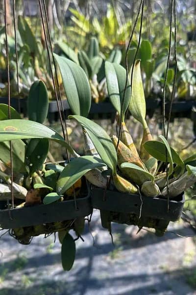 dendrobium lindleyi