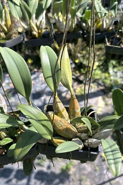 dendrobium lindleyi for sale