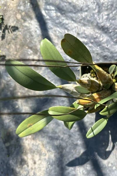 dendrobium lindleyi for sale