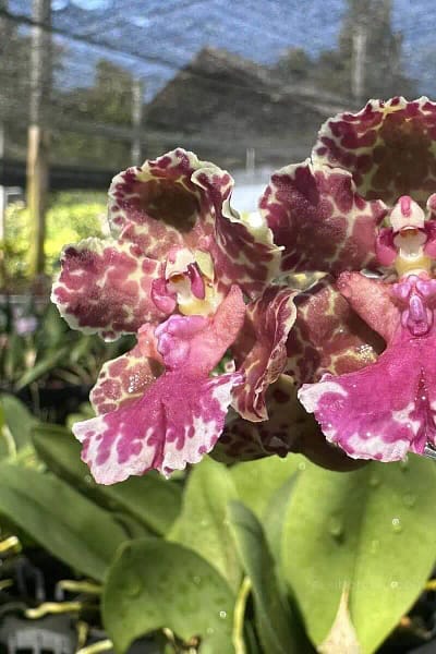 Trichocentrum Ollie Palmer Oncidium Trichocentrum hybrid