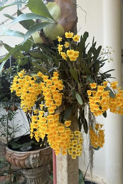 dendrobium lindleyi