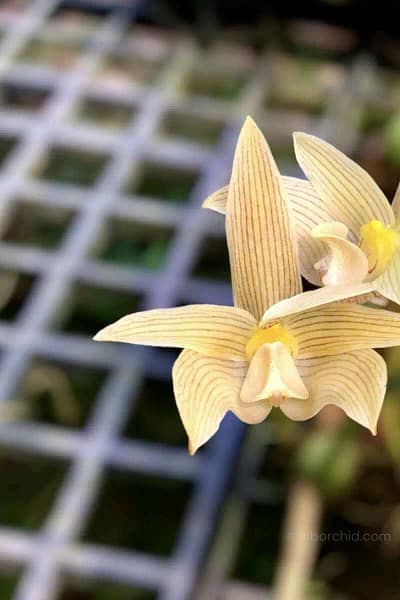 Thai orchid siborchid Bulbophyllum siamensis