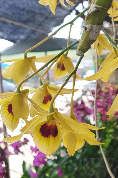 Dendrobium friedericksianum var. oculatum Seidenf. & Smitinand