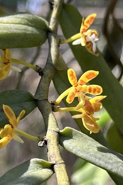 Trichoglottis orchidea