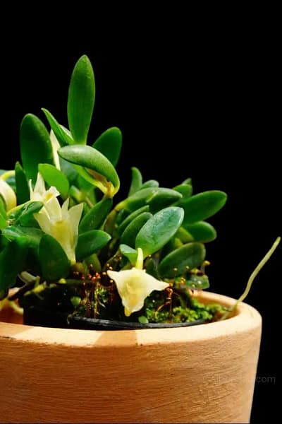 dendrobium quadrangulare