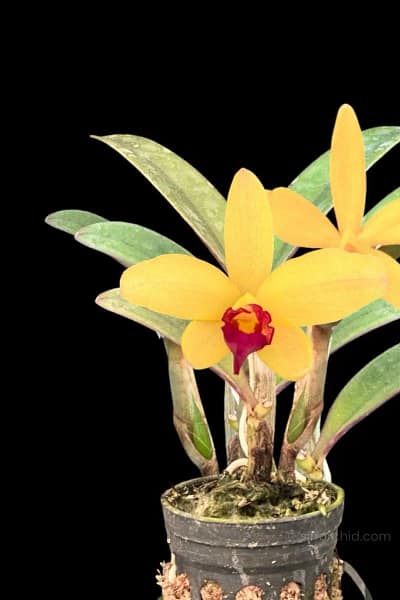 Cattleya Yellow doll