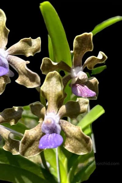 Vanda tessellata (Long Size)