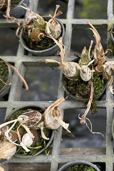 Eulophia andamanensis
