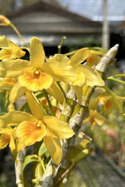 Dendrobium friedericksianum