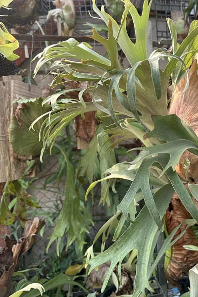 Platycerium Banna #A
