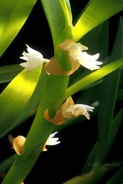 Eria biflora