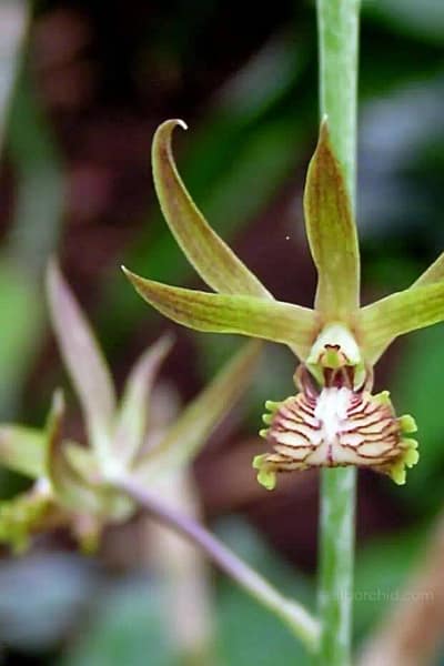 Eulophia andamanensis