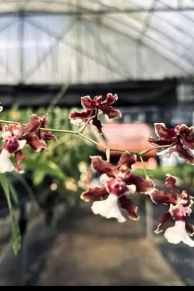 Oncidium Sharry baby
