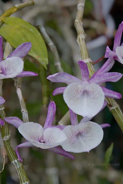 Dendrobium primulinum