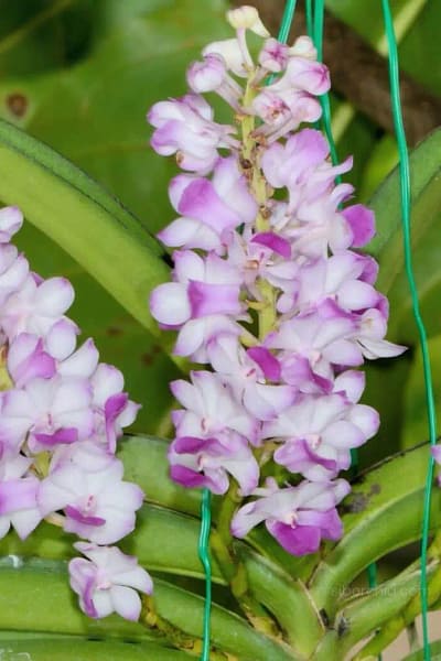 Rhynchostylis coelestis var. pink