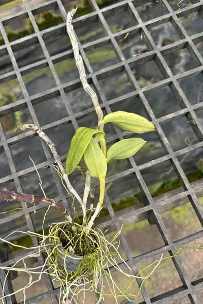 Dendrobium primulinum