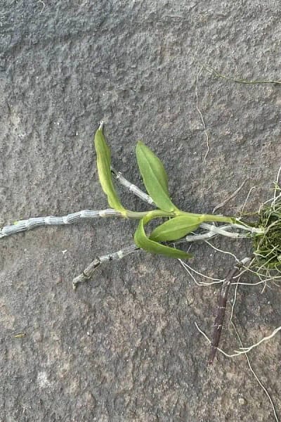 Dendrobium primulinum