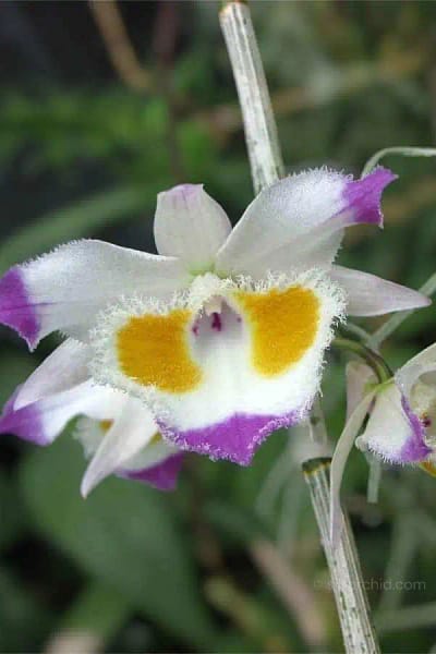 Dendrobium_devonianum