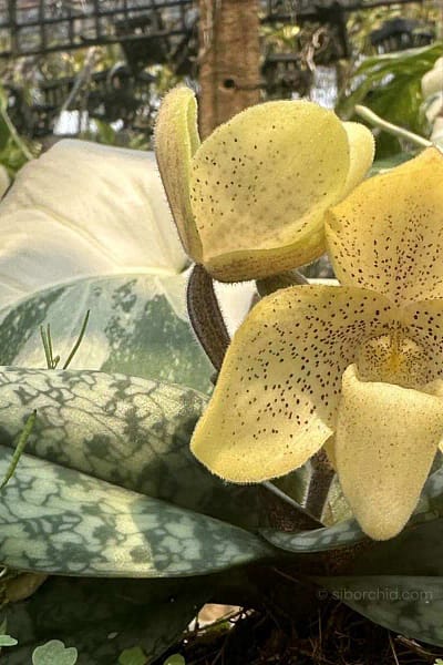 paph concolor