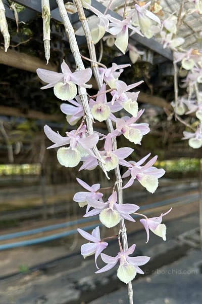 Dendrobium aphyllum