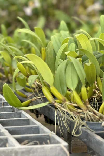 Bulbophyllum odoratissimum
