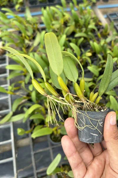 Bulbophyllum odoratissimum