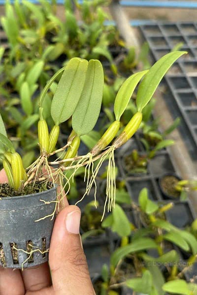 Bulbophyllum odoratissimum
