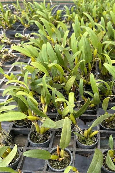 Bulbophyllum odoratissimum
