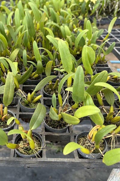 Bulbophyllum odoratissimum