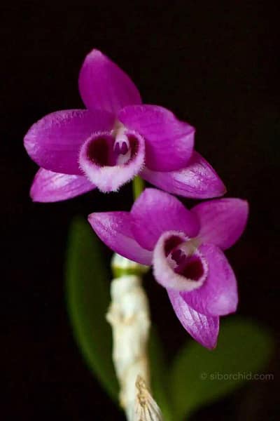 Dendrobium parishii