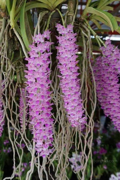 Rhynchostylis-retusa for sale