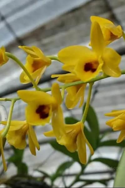 Dendrobium chrysotoxum