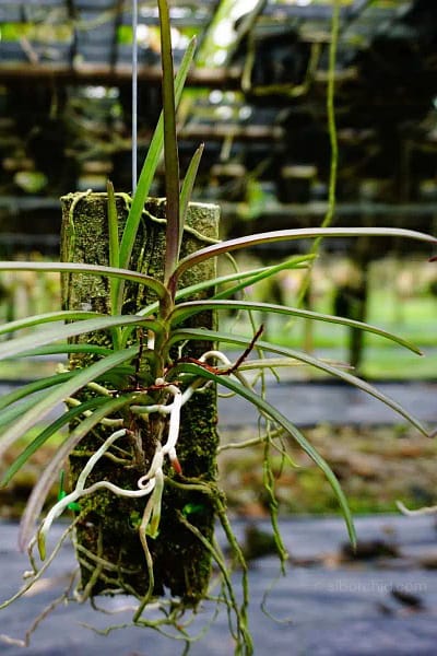 Ascocentrum christensonianum