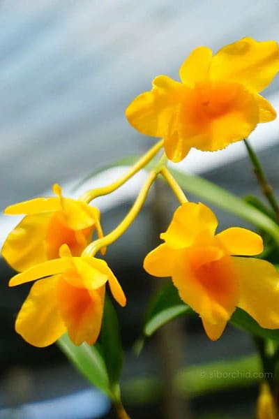 Dendrobium chrysotoxum