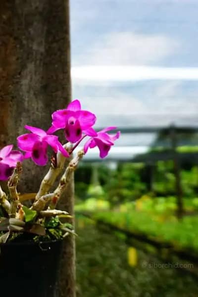 Dendrobium parishii "Three lip six eye"