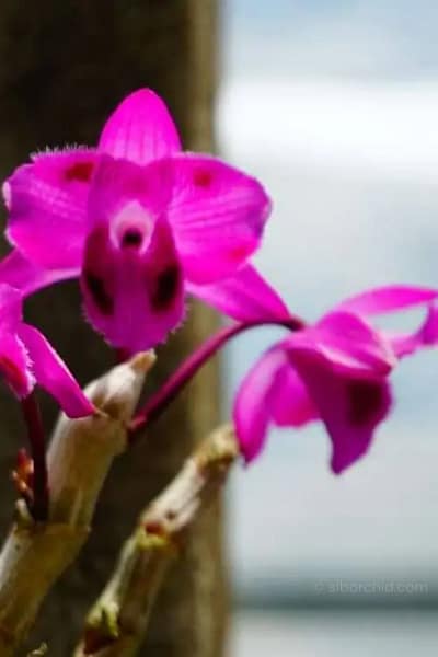 Dendrobium parishii "Three lip six eye"