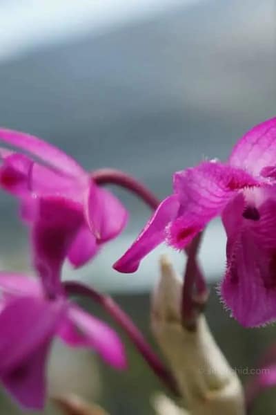 Dendrobium parishii "Three lip six eye"