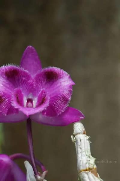 Dendrobium parishii "Three lip six eye"