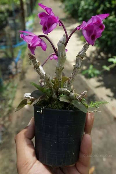 Dendrobium parishii "Three lip six eye"
