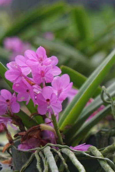 Vanda ampullacea (Ascocentrum ampullaceum)
