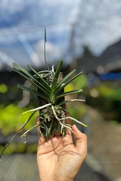Vanda ampullacea (Ascocentrum ampullaceum)