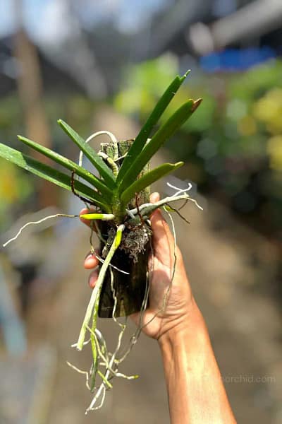 Vanda ampullacea (Ascocentrum ampullaceum)