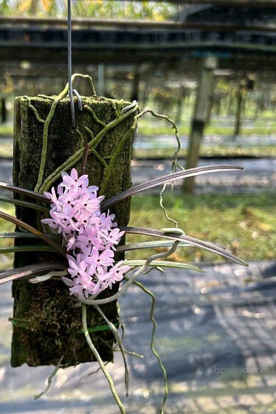Ascocentrum christensonianum
