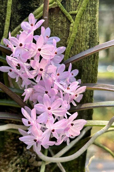 Ascocentrum christensonianum
