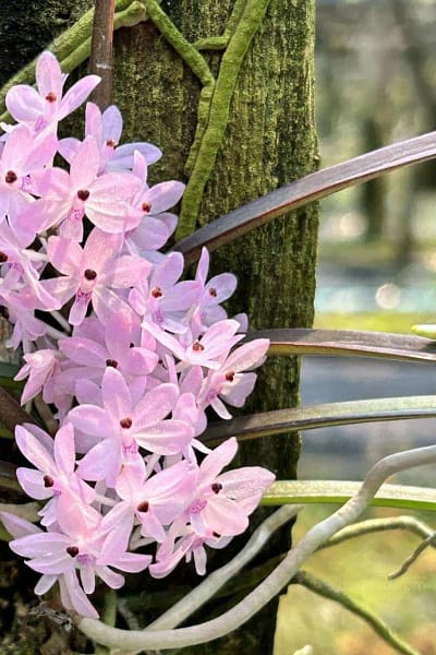 Ascocentrum christensonianum