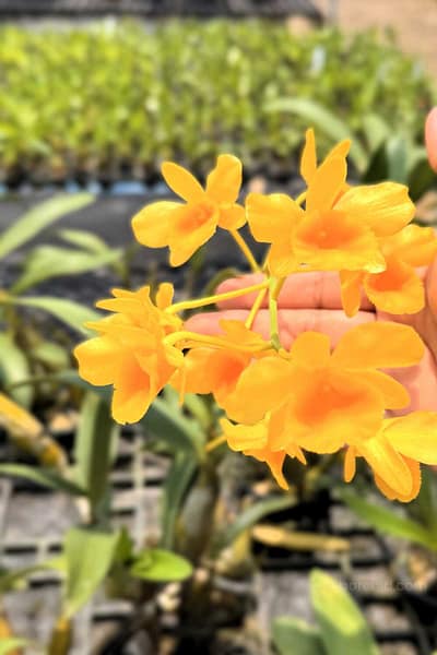Dendrobium chrysotoxum