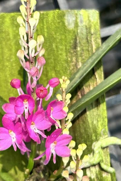 Vanda ampullacea (Ascocentrum ampullaceum)