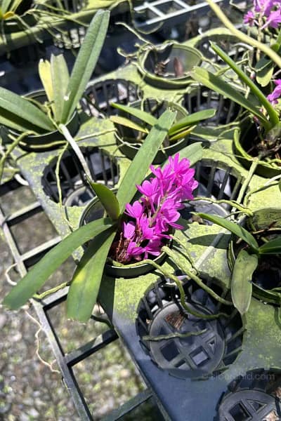 Vanda ampullacea (Ascocentrum ampullaceum)