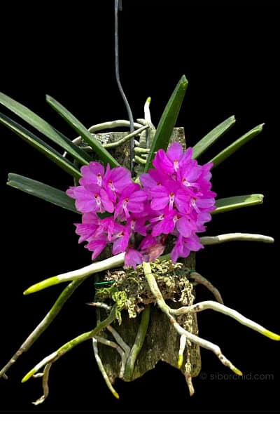 Vanda ampullacea (Ascocentrum ampullaceum)