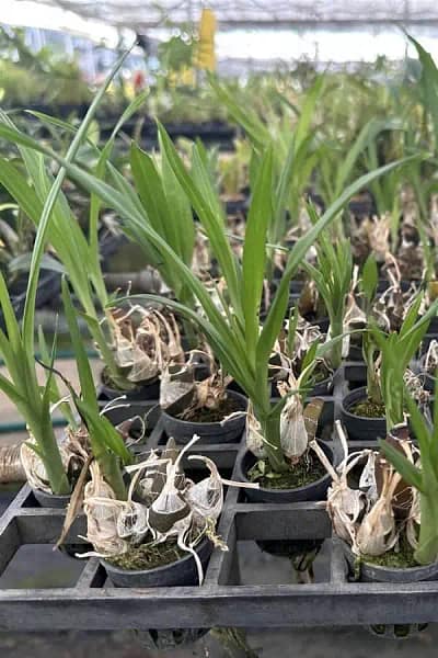 Eulophia andamanensis